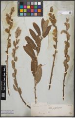 Foto von Salix cinerea L.